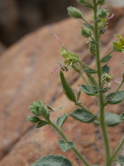 Cleome dolichostyla