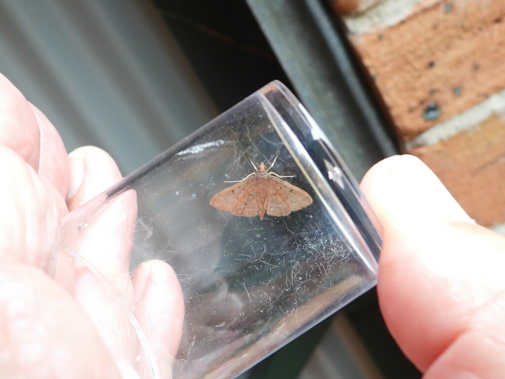 Grass Webworm Moth From Lismore NSW 2480 Australia On January 16 2024   Large 