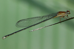 Pseudagrion microcephalum