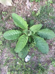 Verbascum
