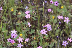 Leptosiphon ambiguus