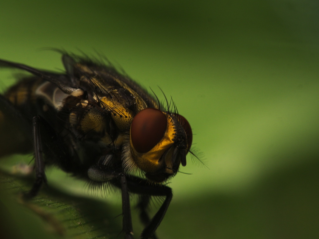 Bot Flies, Blow Flies, and Allies from Chapultepec, Cuernavaca, Mor ...