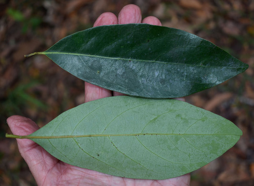 Cryptocarya vulgaris observed 2023-11-23