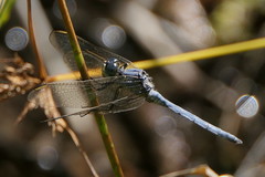Orthetrum abbotti