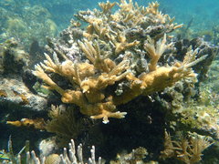 Acropora prolifera
