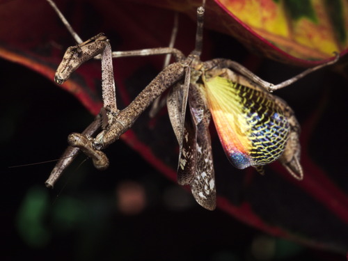 Stagmomantis hebardi (Stagmomantis hebardi)