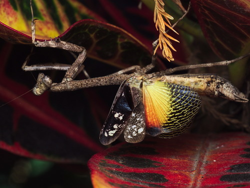 Stagmomantis hebardi