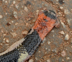 Micrurus lemniscatus