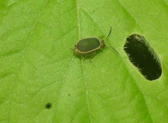 Caraguata sublimbata