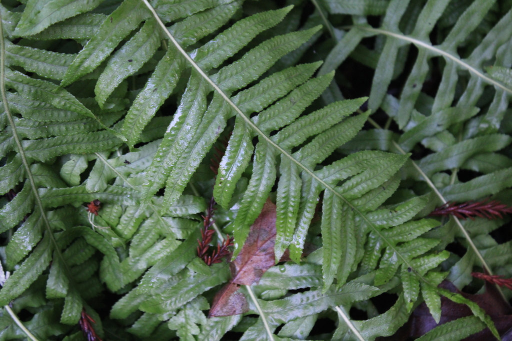 licorice fern from Cross Marin Trail, California 94938, USA on January