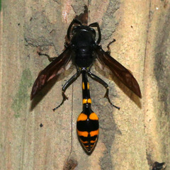 Phimenes flavopictus blanchardi