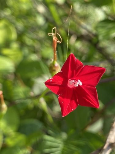 Foto de Cipó-de-são-joão