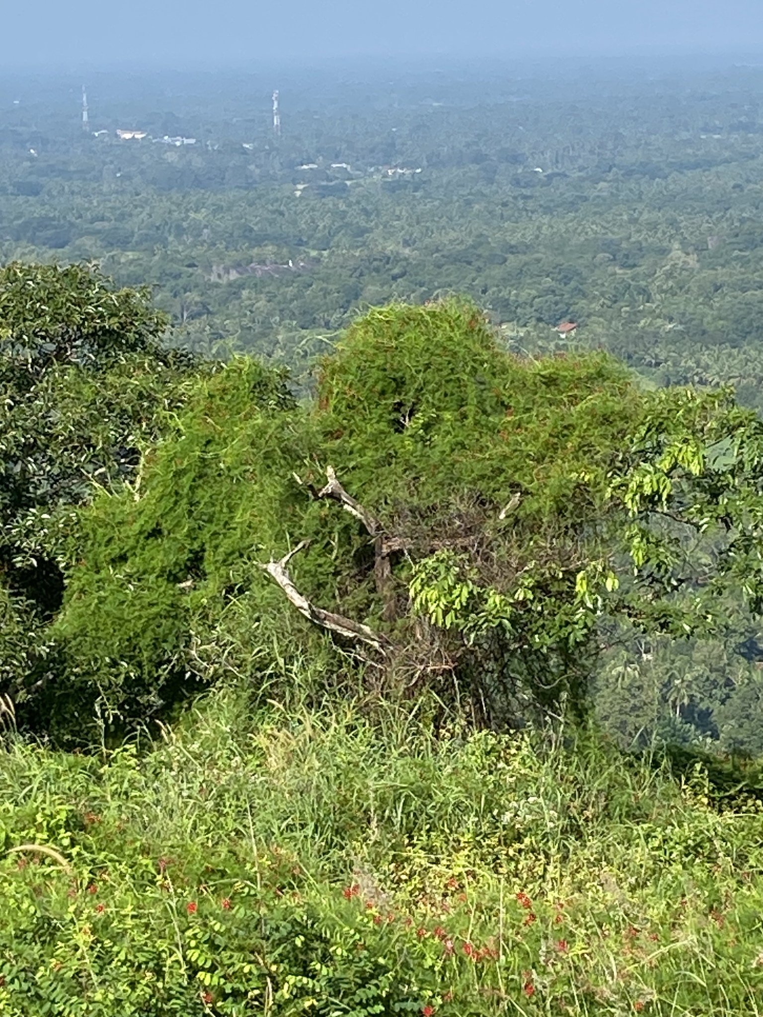 Imagem de Cipó-de-são-joão