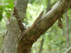 Anolis homolechis