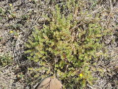 Lepidium oblongum