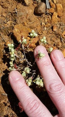 Stylocline gnaphaloides