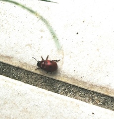 Gonioctena fornicata