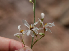 Moringa peregrina