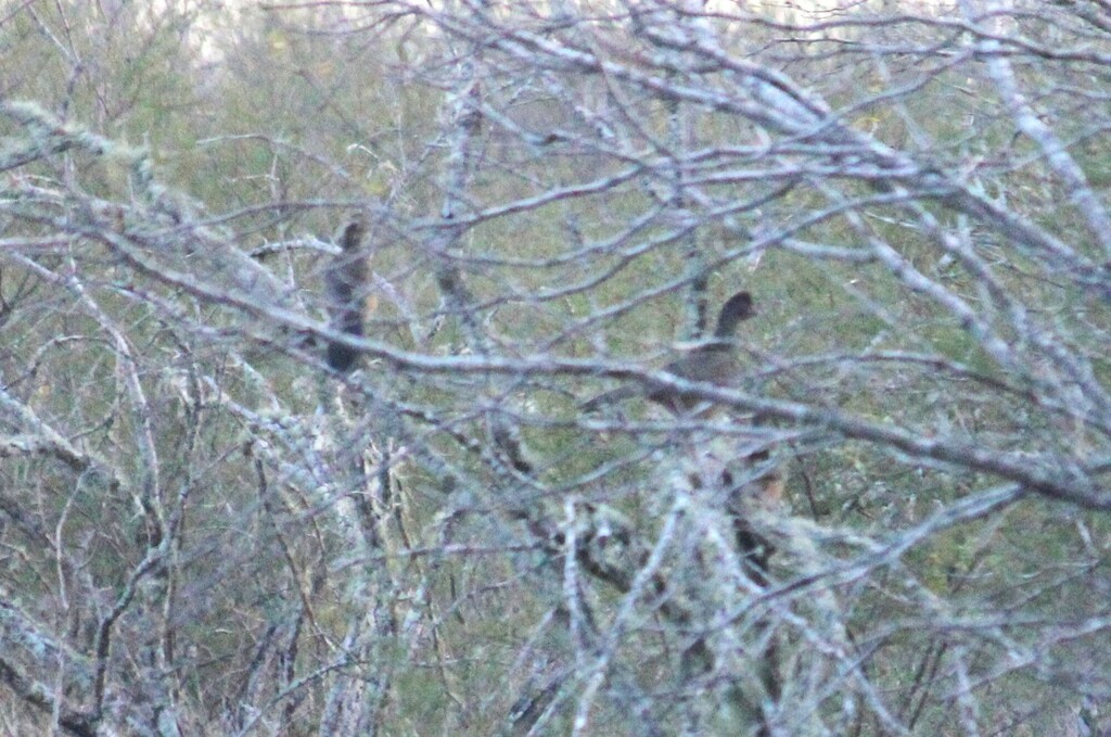 Plain Chachalaca from San Patricio County, TX, USA on January 13, 2024 ...