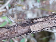 Anolis homolechis