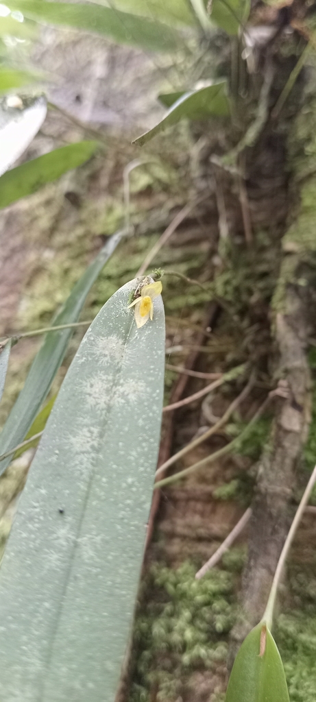 Pleurothallis discoidea