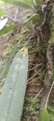 Pleurothallis discoidea, photograph Alfredo Gutierrez Dipaz, CC BY, iNaturalist via GBIF