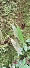 Pleurothallis discoidea, photograph Alfredo Gutierrez Dipaz, CC BY, iNaturalist via GBIF