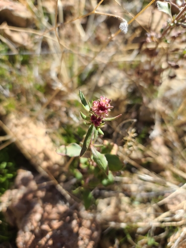Image of Eriogonum abertianum by no rights reserved