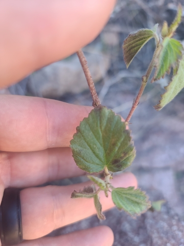 Image of Shrubby False Mallow (Malvastrum bicuspidatum) by no rights reserved