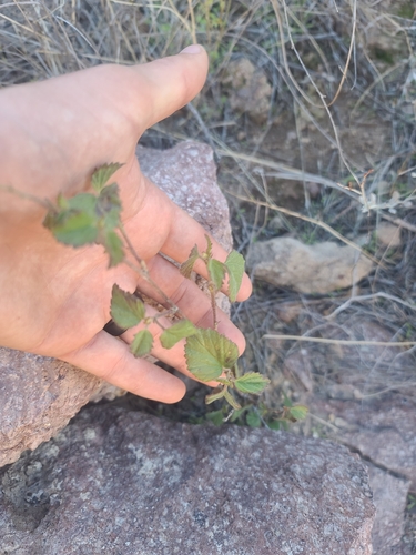Image of Malvastrum bicuspidatum by no rights reserved