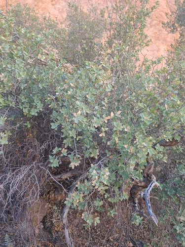 Image of Quercus ajoensis by no rights reserved