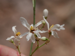 Moringa peregrina