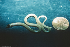 Tantilla hobartsmithi