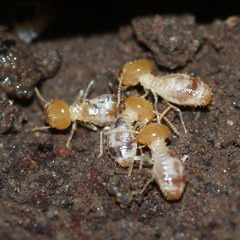 Macrotermitinae