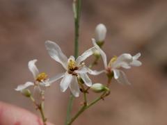 Moringa peregrina