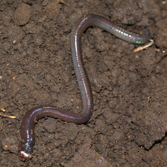 Oligochaeta