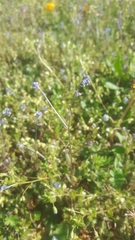 Myosotis stricta