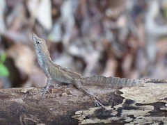 Anolis homolechis