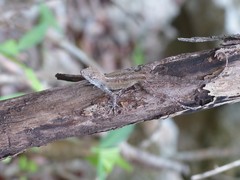 Anolis homolechis