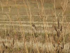 Cisticola cherina