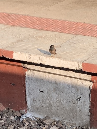 Common Myna