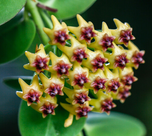 Hoya cumingiana Decne.
