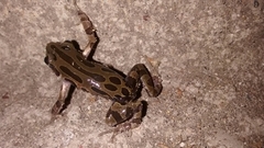 Kassina senegalensis