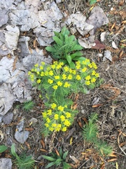 Euphorbia cyparissias