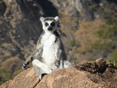 Lemur catta