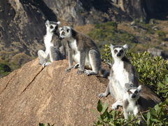Lemur catta