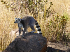 Lemur catta