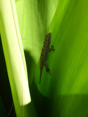 Hemidactylus mercatorius