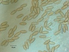 Xerocomellus salicicola
