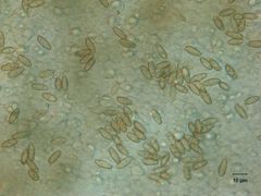Xerocomellus salicicola
